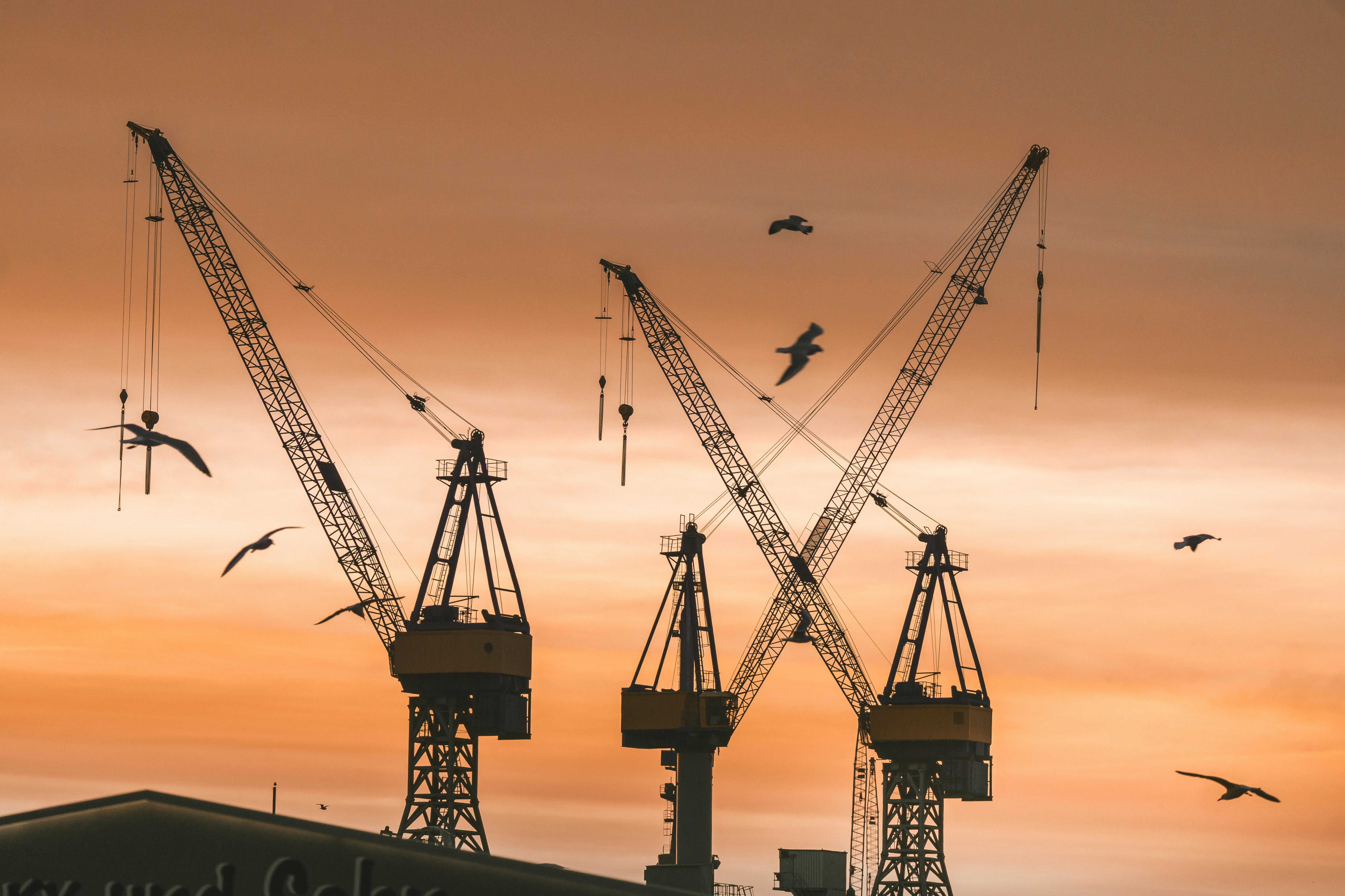 silhouette of crane during sunset